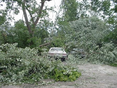 Photo of numerous trees down in Mount Vernon