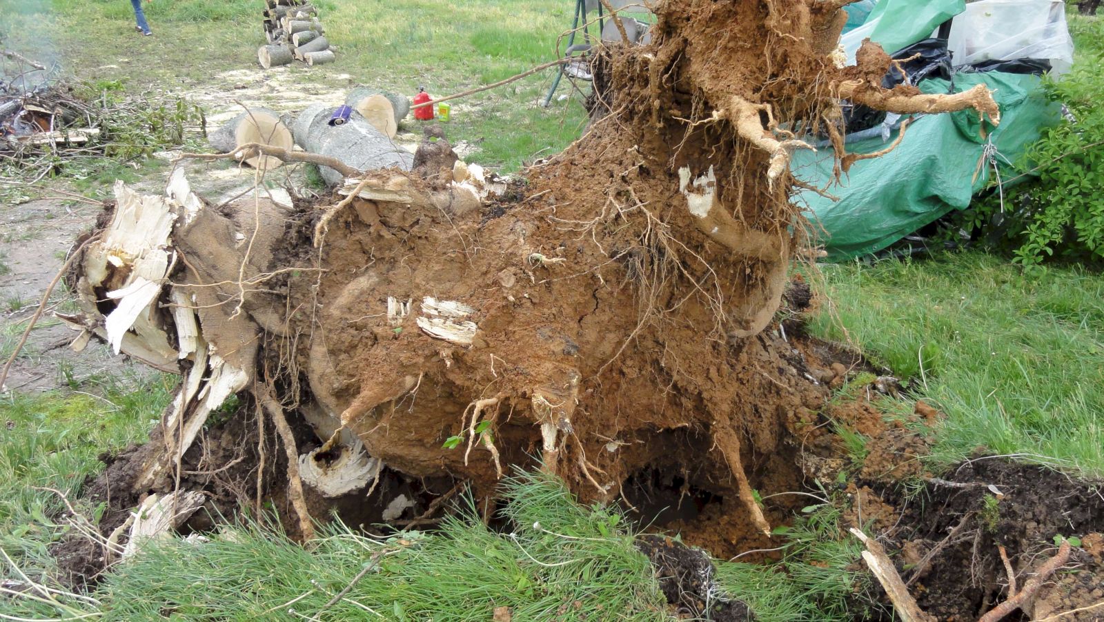 Photo of tree uprooted by Trigg County tornado