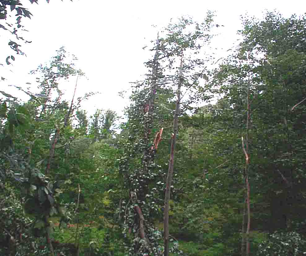 Tornado Damage 2