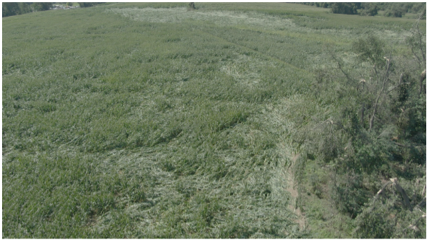 Environment