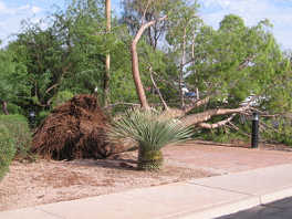 It is likely that thousands of trees like these fell during the storm.