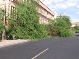 It is likely that thousands of trees like these fell during the storm.