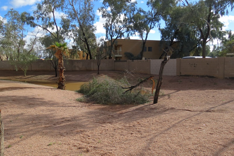 Tree Damage in Beverly Park