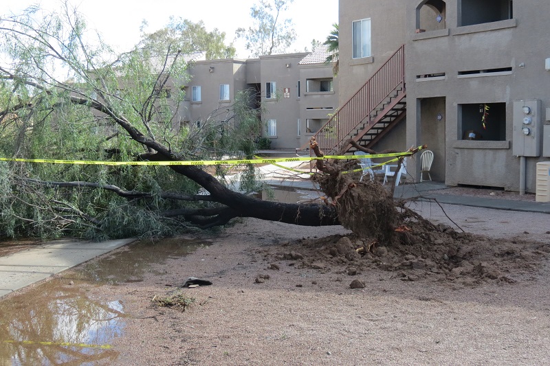 Downed Tree