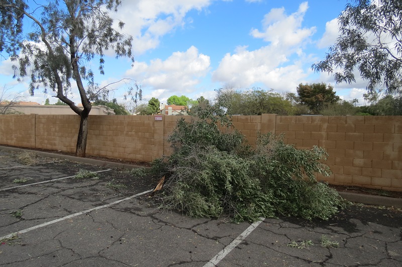 Downed Tree