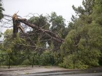 Phoenix Tree Damage
