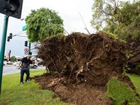 Tree damage