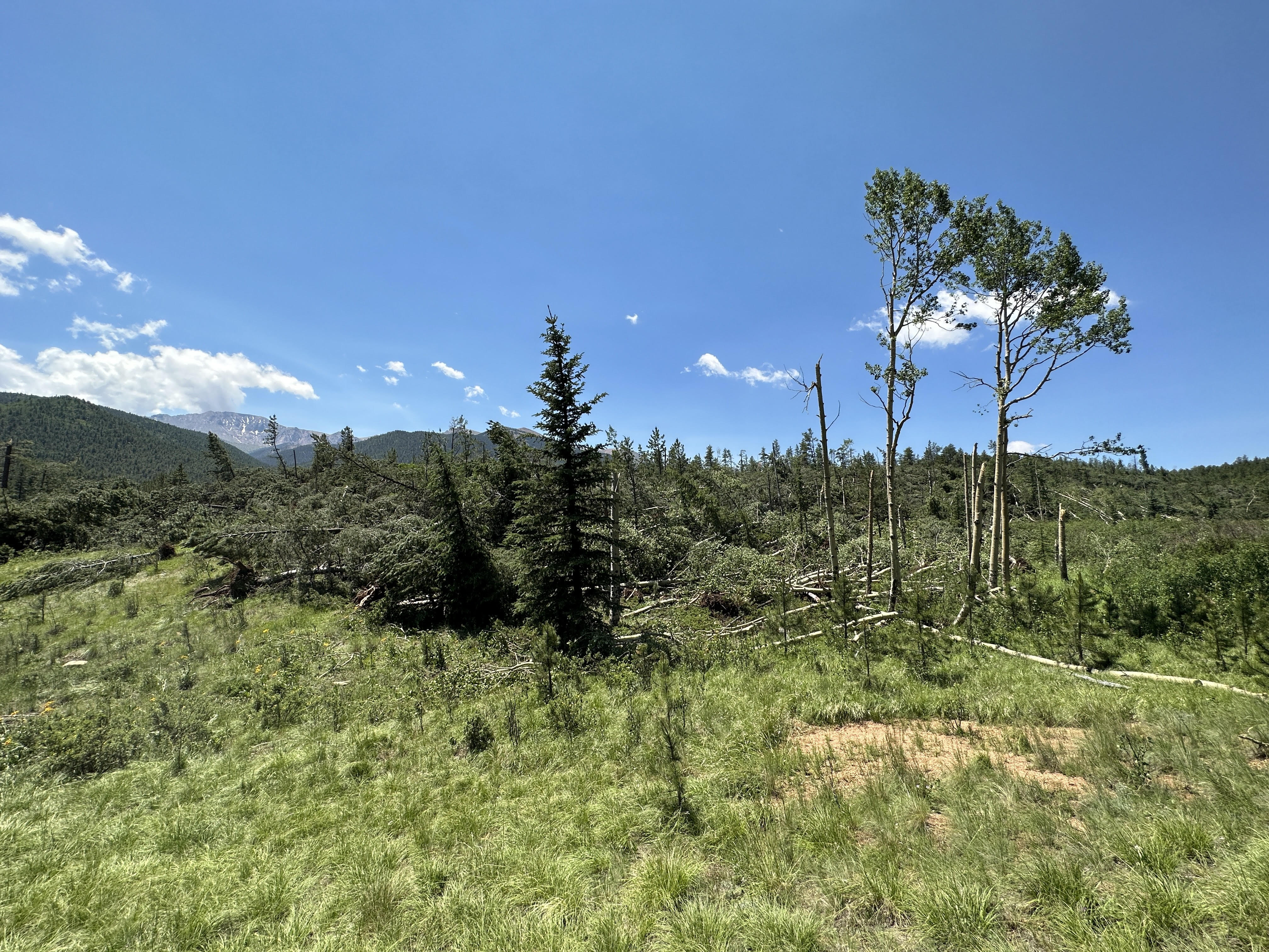 Aspen Tree Damage