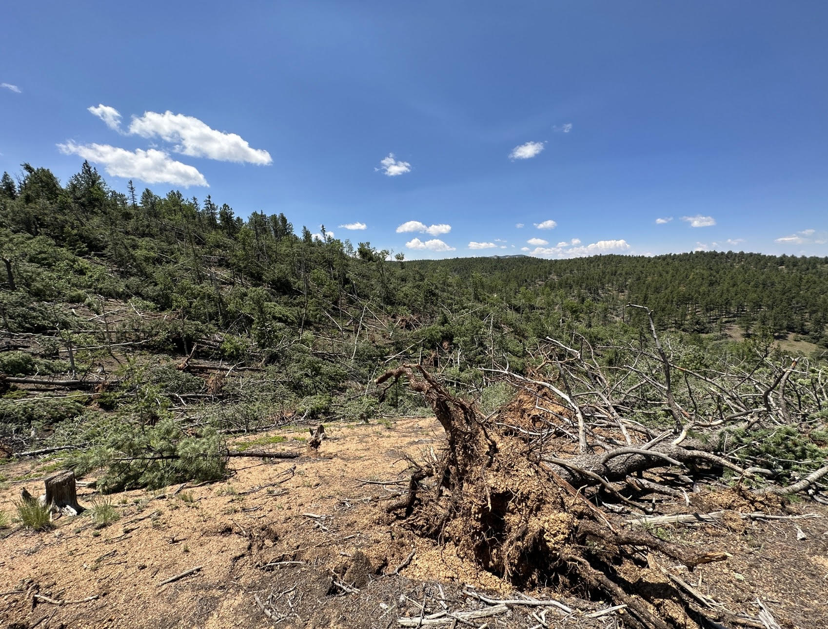 Additional Tree Damage