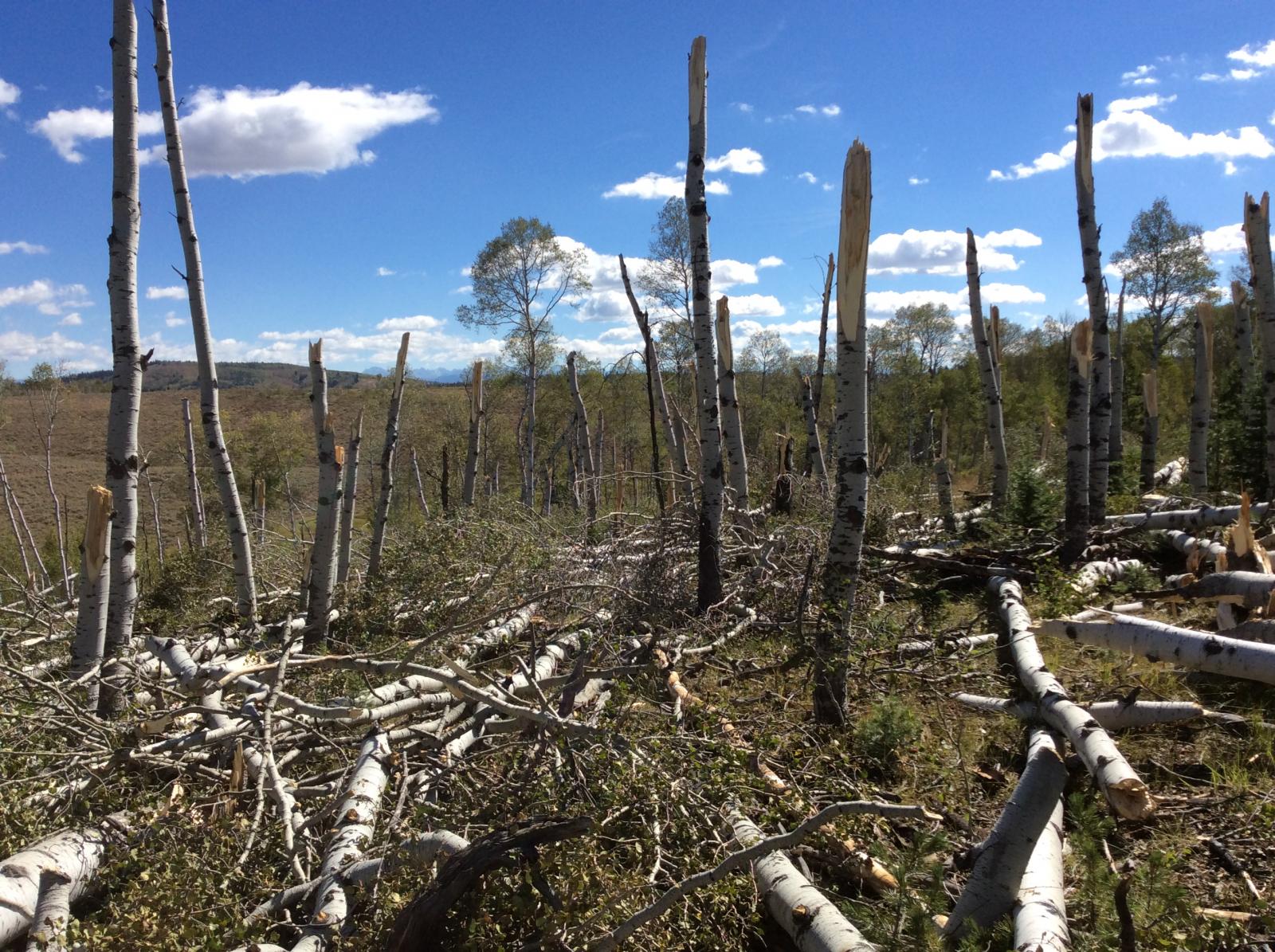 Wide View of Tree Damage