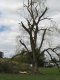 Large heavily damaged tree along Highway 93 south of Crooksville OH  