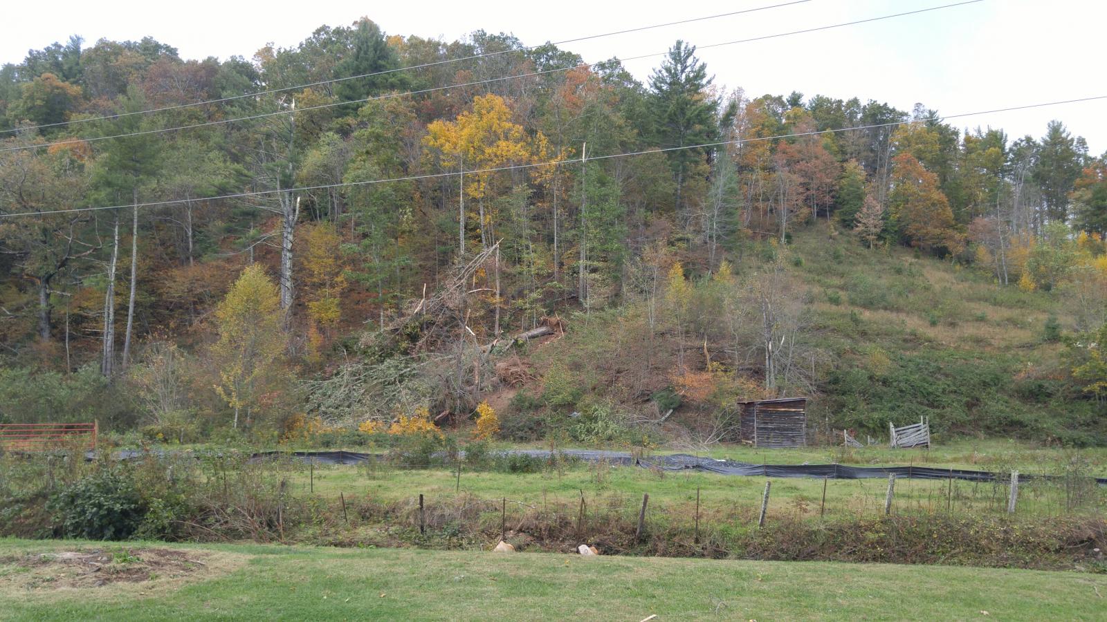 Trees snapped Idlewild Road, Ashe County