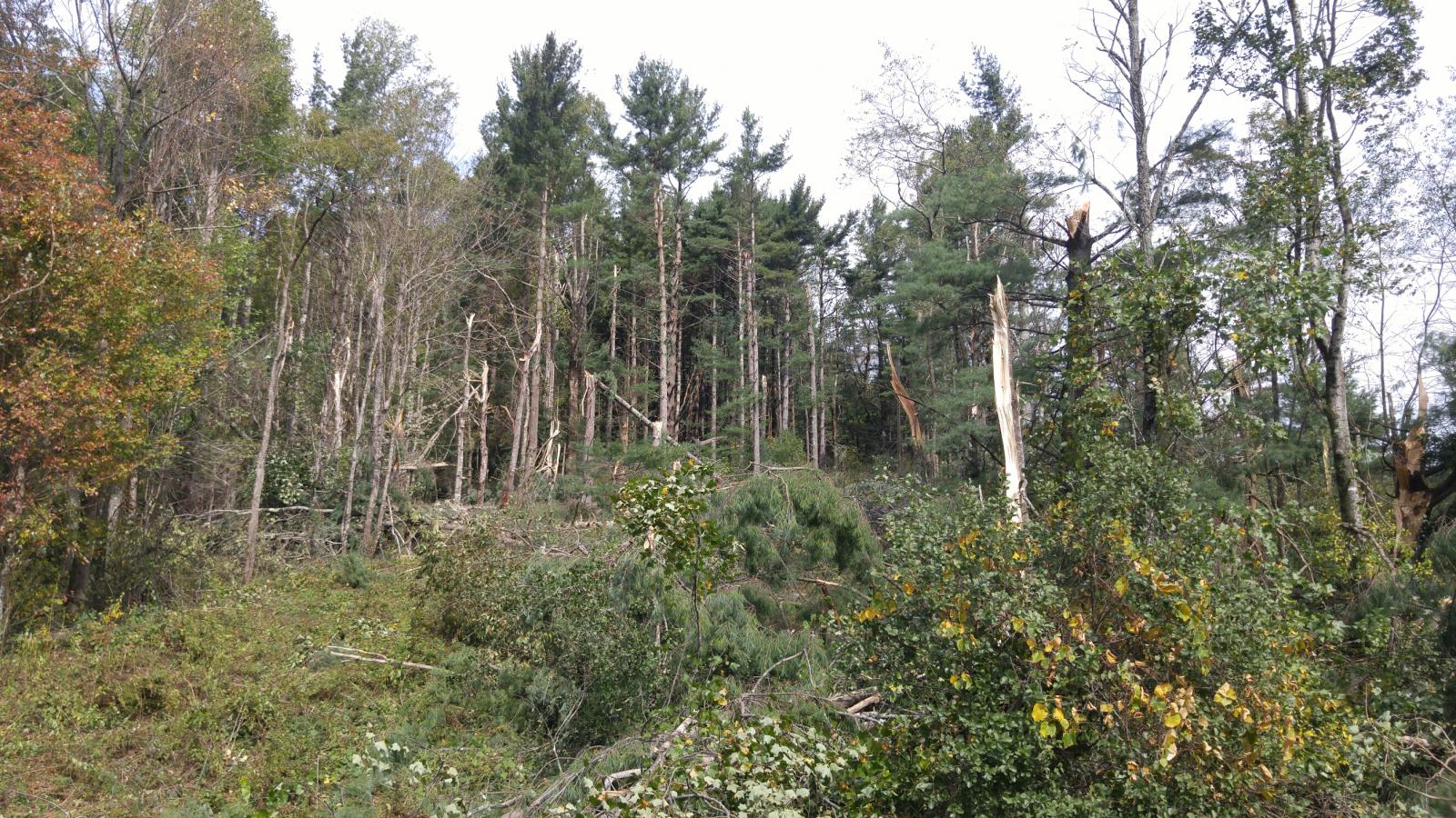 Trees Snapped Phillips Gap Road, Ashe County