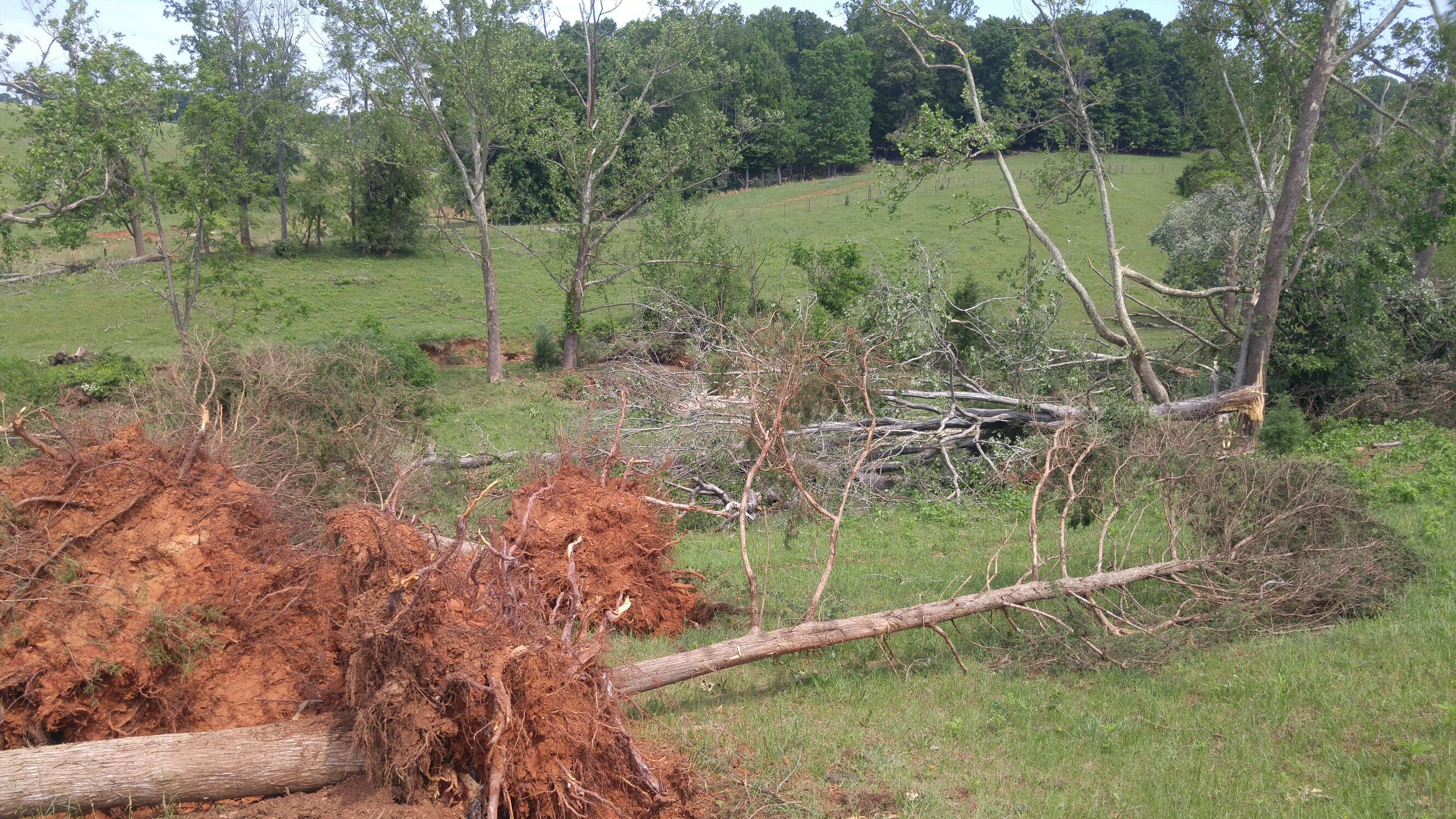 Trees down