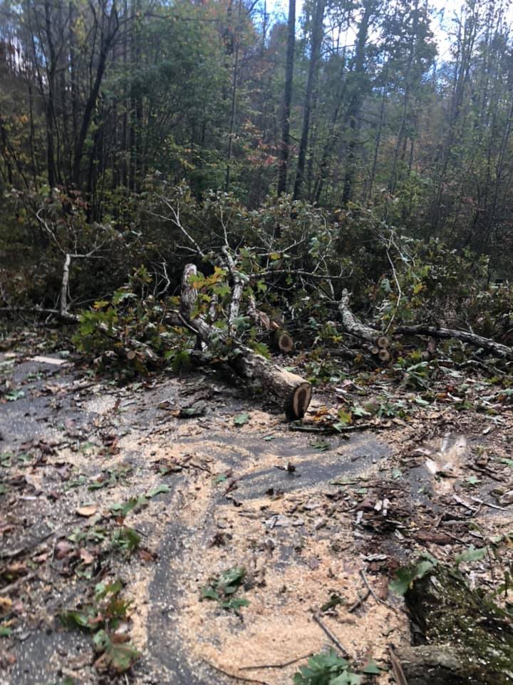 Trees Down in Pleasant Hill area of Surry County