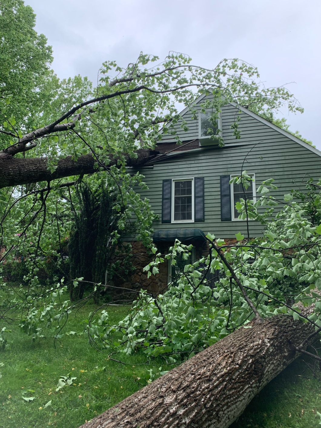 Trees blown down in Boonsboro, VA