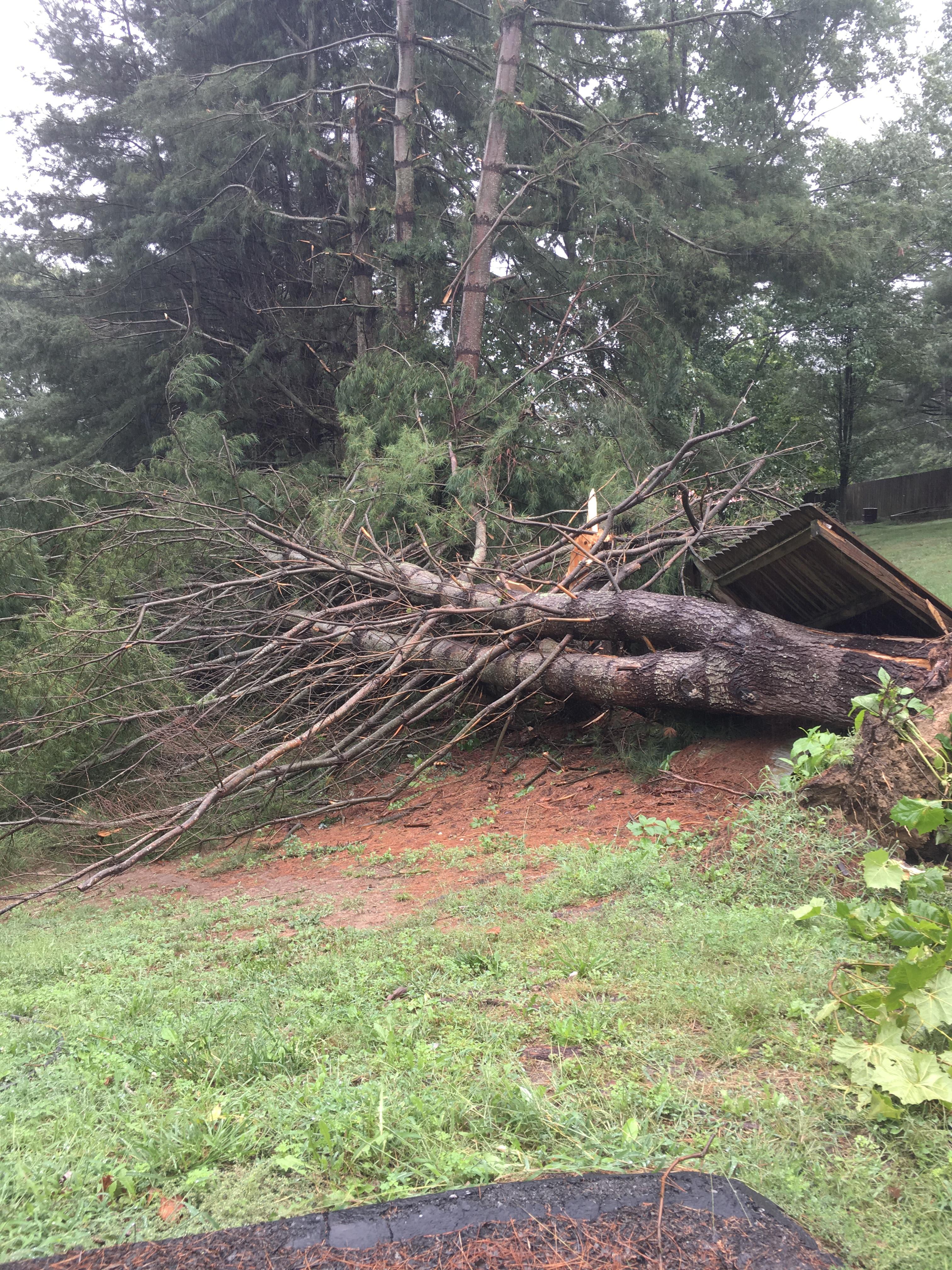 Tree snapped just south of I-81