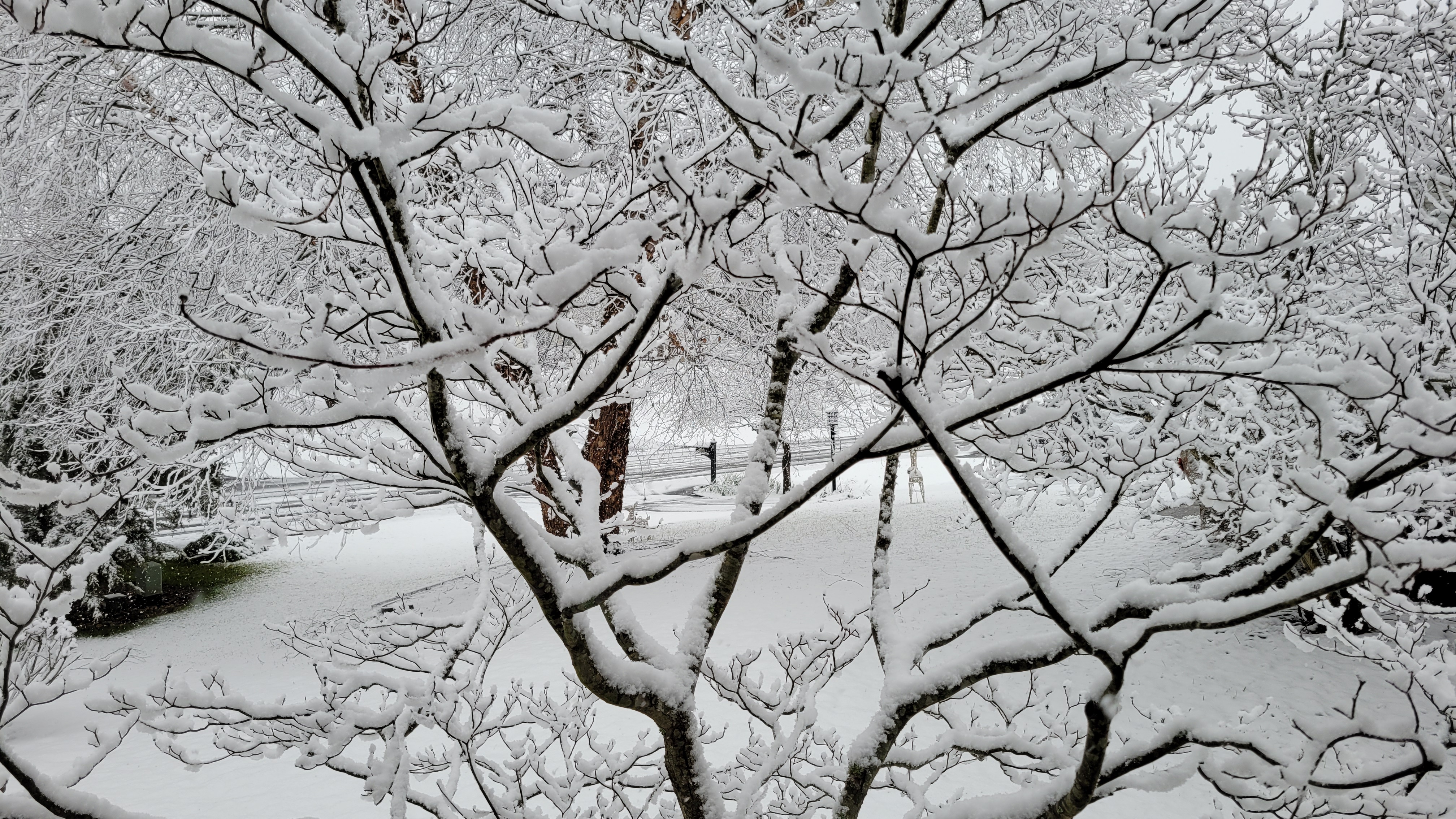 Christiansburg, VA snowl photo