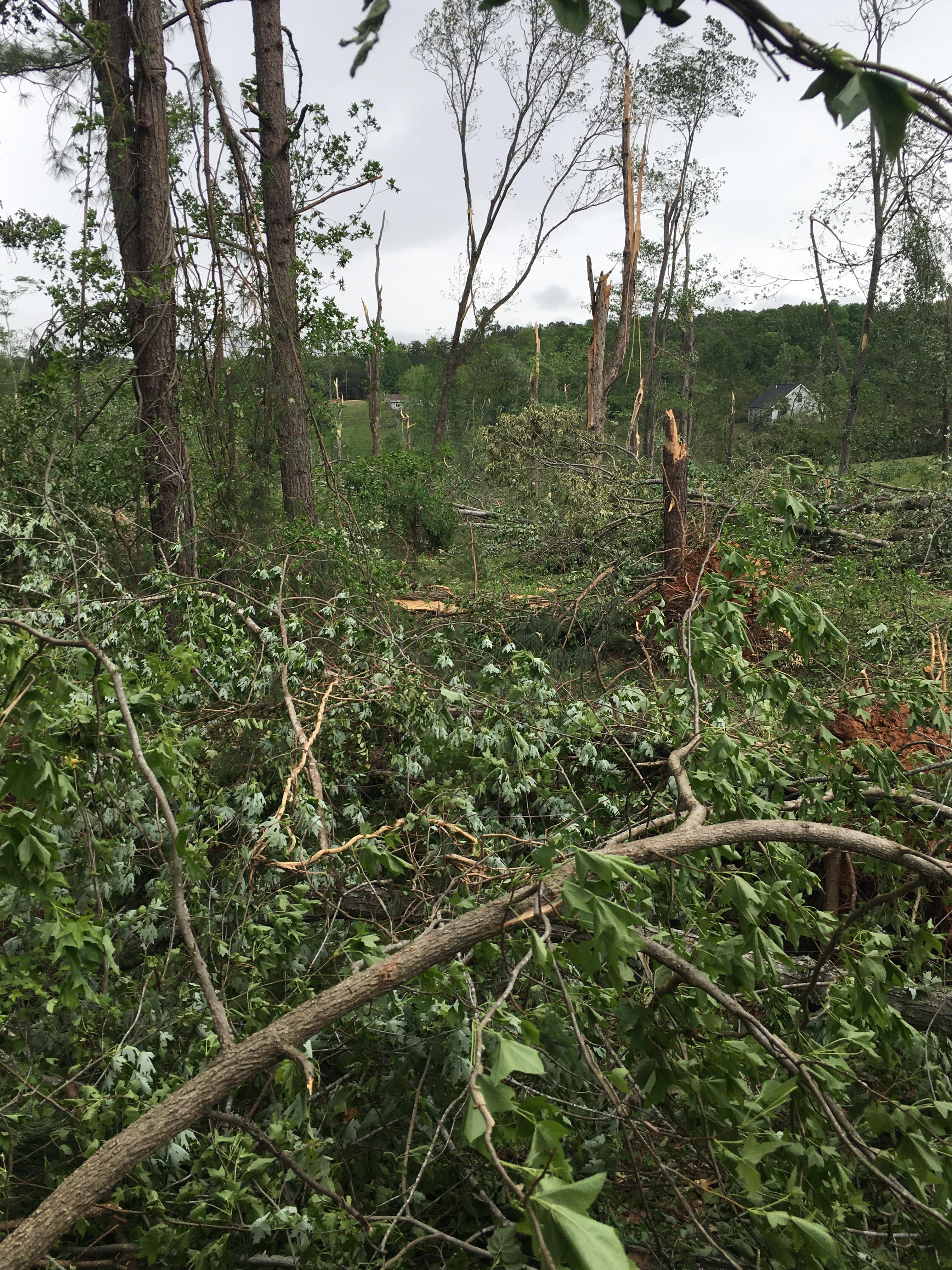 Trees Snapped along Sunset View Road south of Wentworth