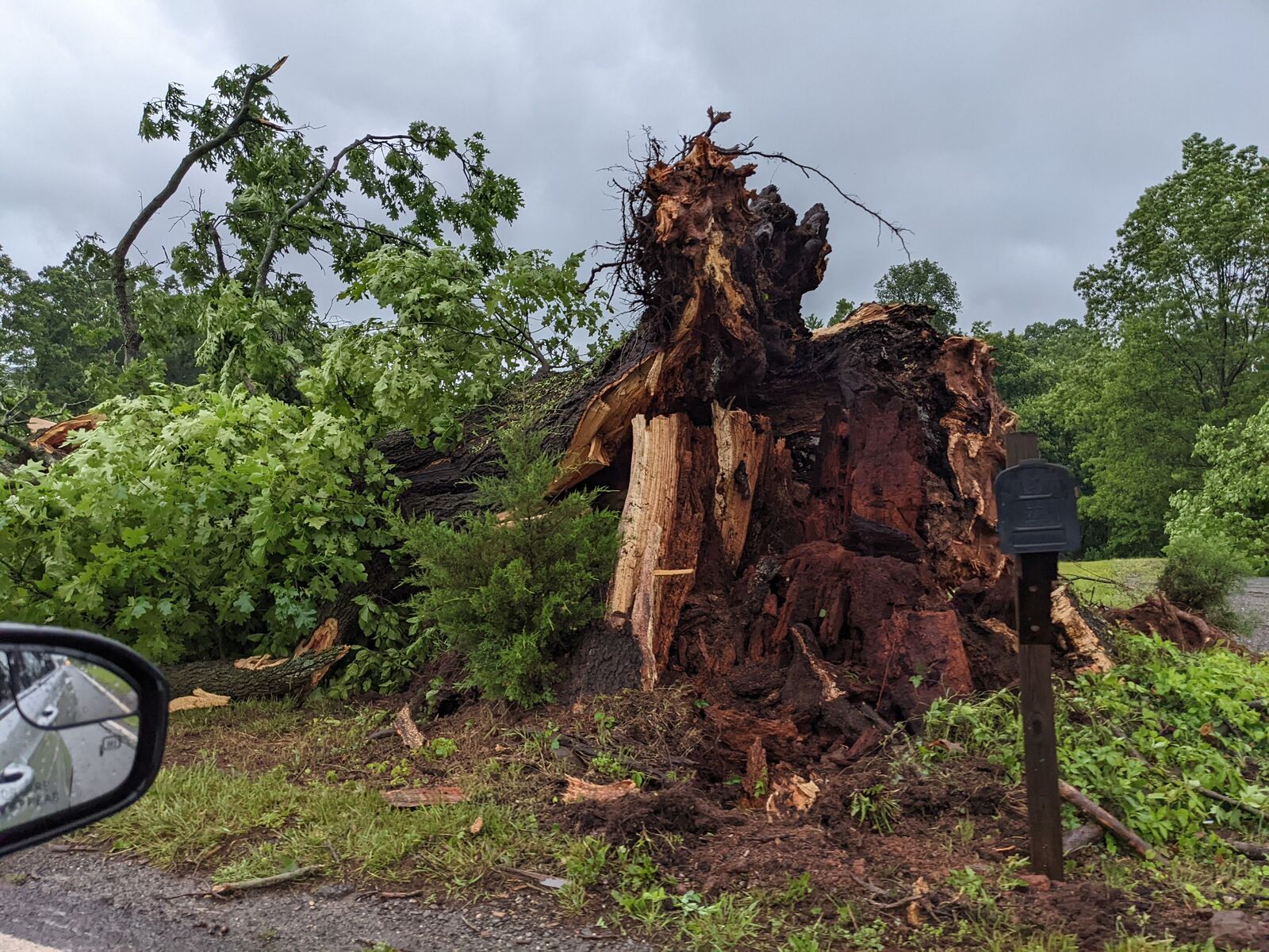 Large Tree Blow Over