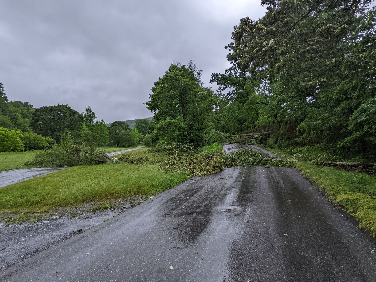 Trees Down in Bedford County