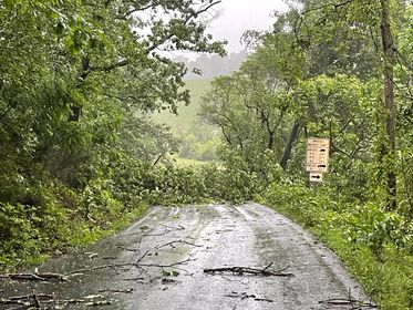 Coffee Road tree damage