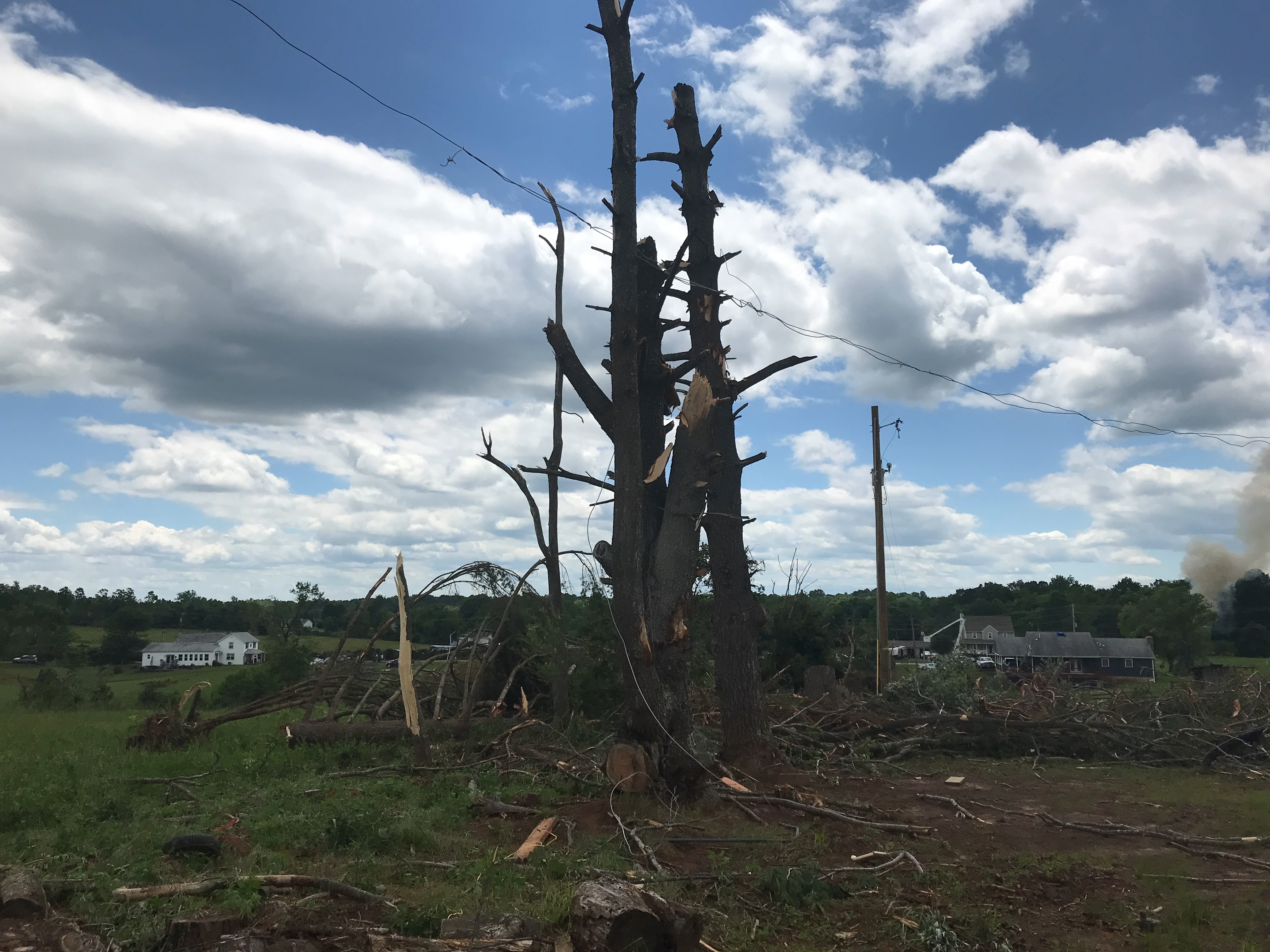 EF-2 Damage Stripped Trees
