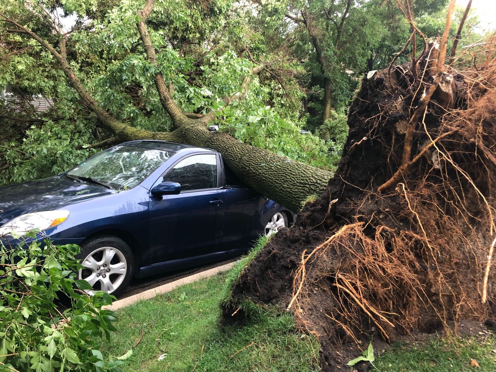 Tree on car