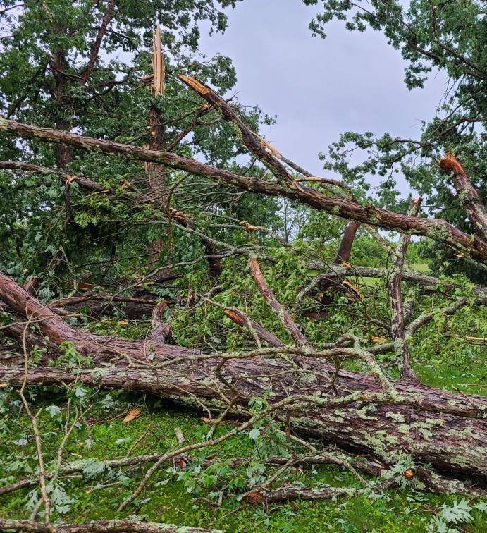 Downed trees