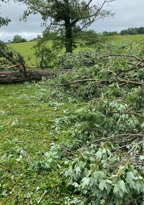 Trees downed