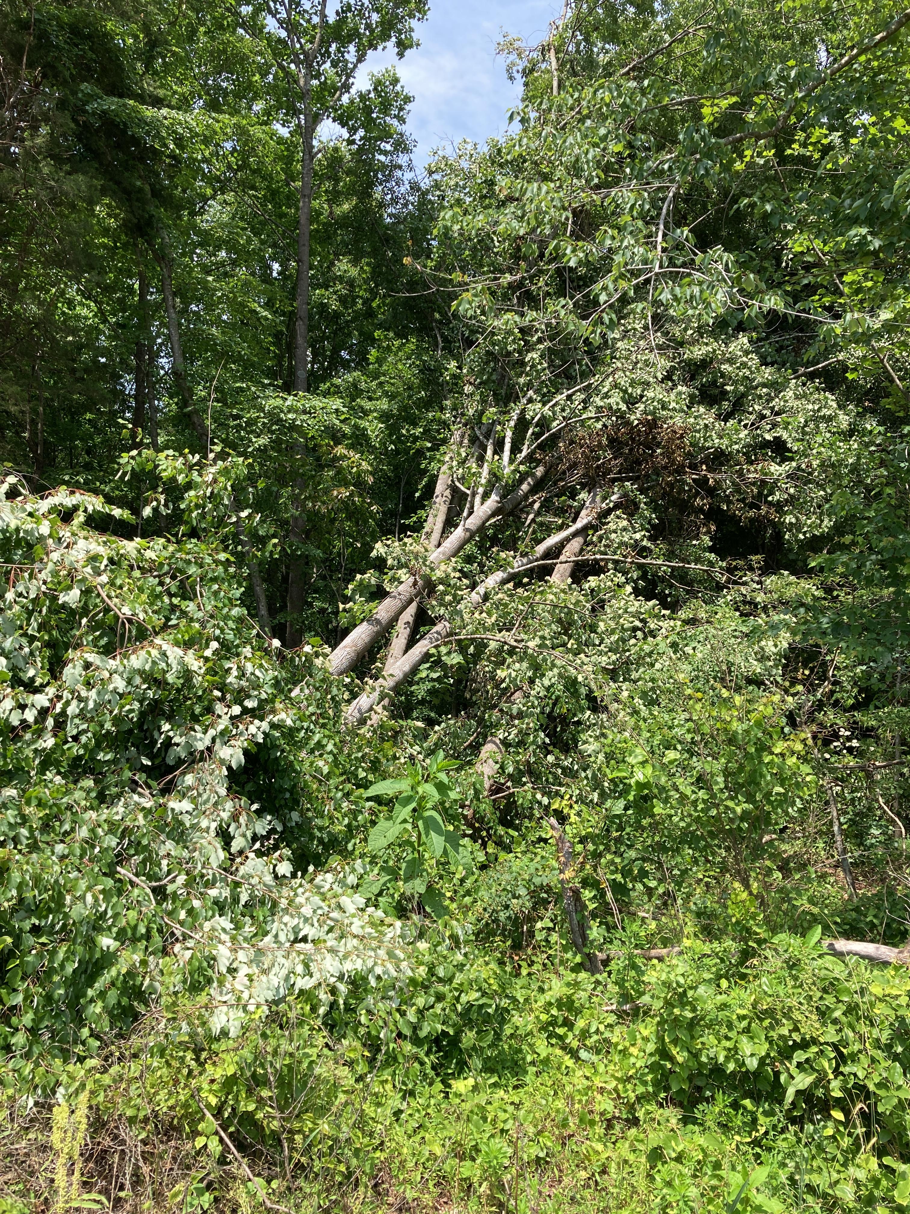 Trees downed