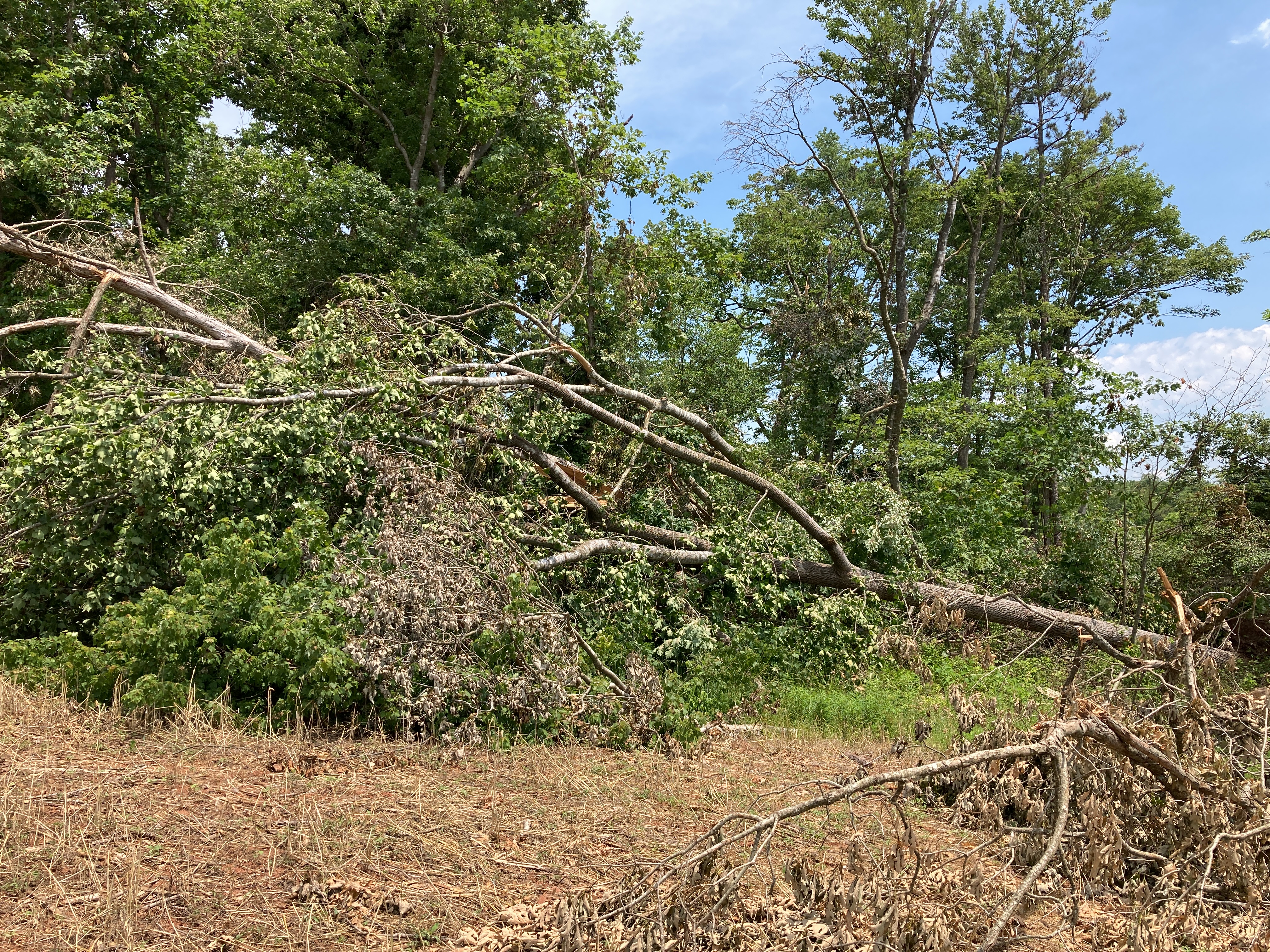 Trees uprooted