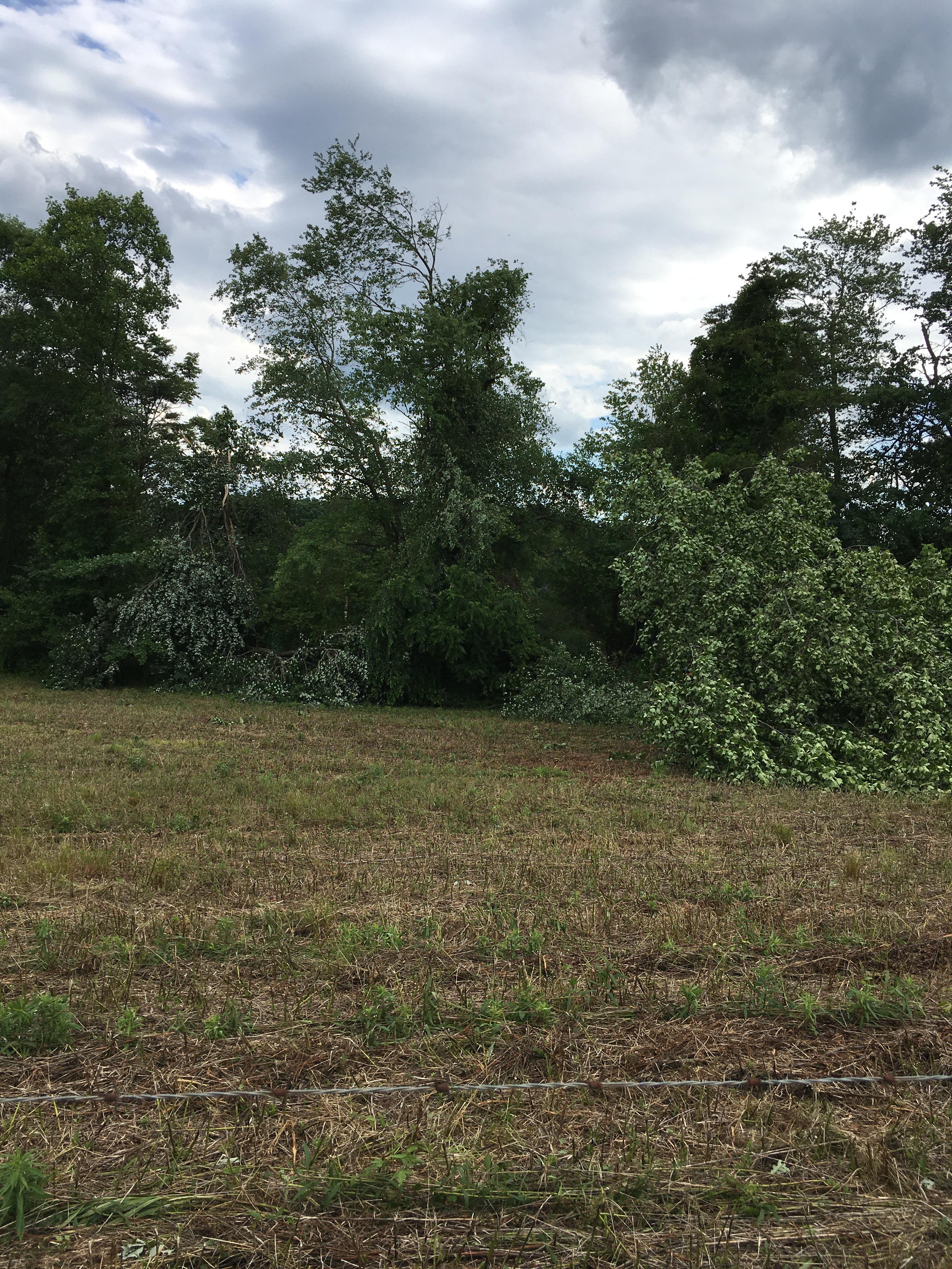 Mature trees snapped