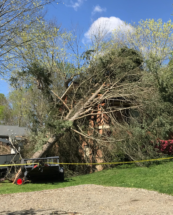 Wilkes County Tree on home