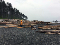 Log roll debris on oregon shoreline, courtesy NOAA
