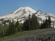 Mt.Rainier