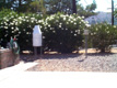 Photo of a rain gage at Elsinore, California