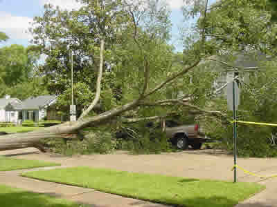 Large tree fell on a truck in Shreveport