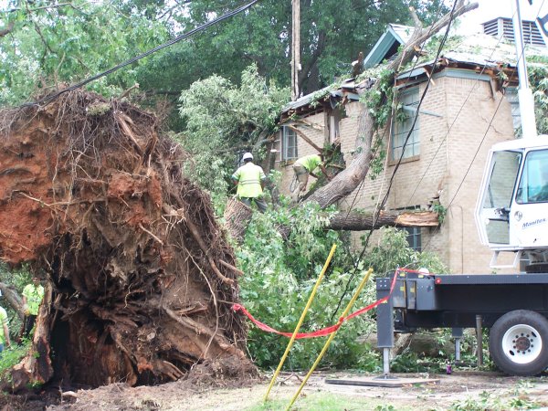 Large tree fell through an apartment building