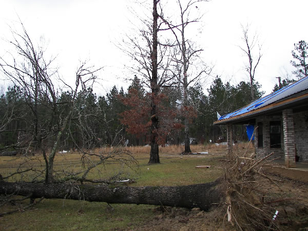 Roof and tree damage from the tornado