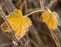West Texas Freeze