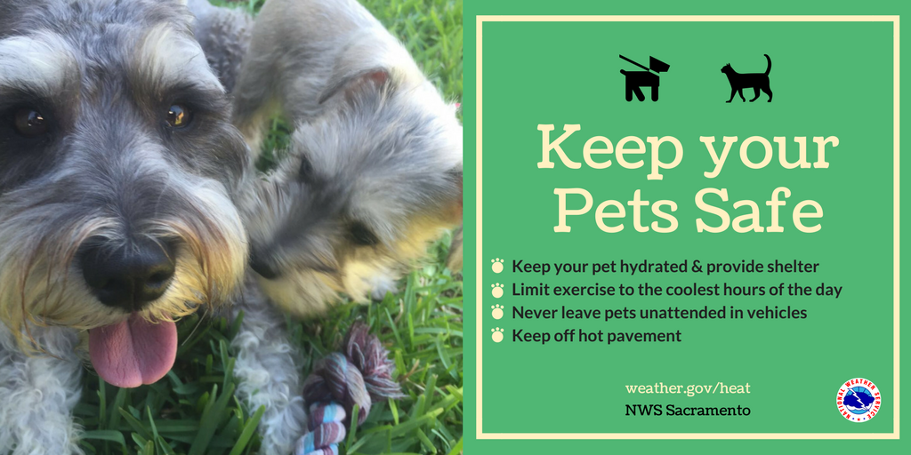 Keep Your Pets Safe