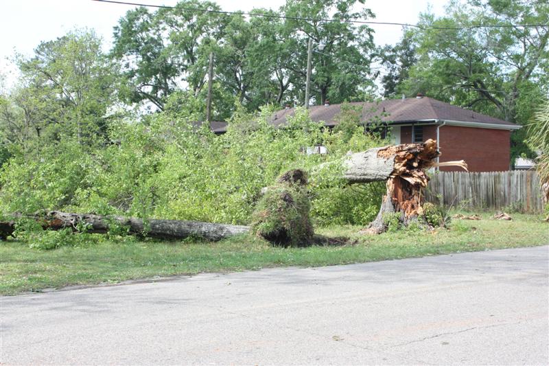 Large trees felled by 70-80 mph straight-line winds on April 13, 2009, in Blountstown, FL.