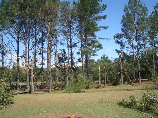 Pine trees snapped by a tornado near Lloyd, FL.