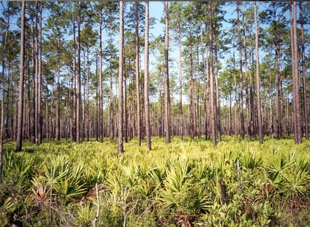 A photo of typical fuels found in Florida (#7 Southern Rough) including Palmetto, Galberry, Ti Ti, and Long Leaf Pine.