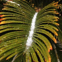 Sleet collects in a palm frond in Kelman Plaza in Downtown Tallahassee, FL. Photo submitted by NWS employee, Alex Lamers via Twitter.