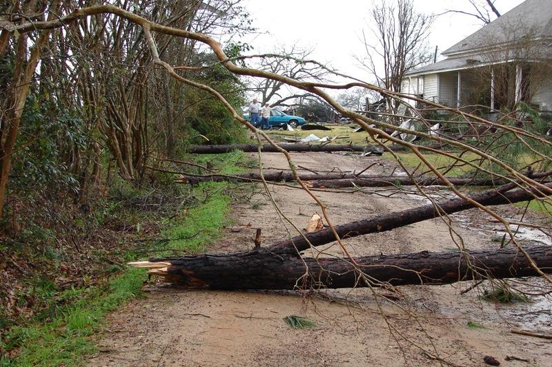 Photo of wind damage in the vicinity of Ty Ty, GA.