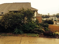 A tree felled by strong winds in Tallahassee, FL. Photo courtesy of Robin Johnston.