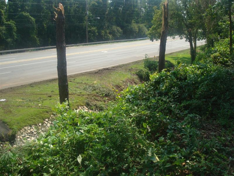 Trees snapped in half on Apalachee Parkway during a severe thunderstorm on July 2, 2009.
