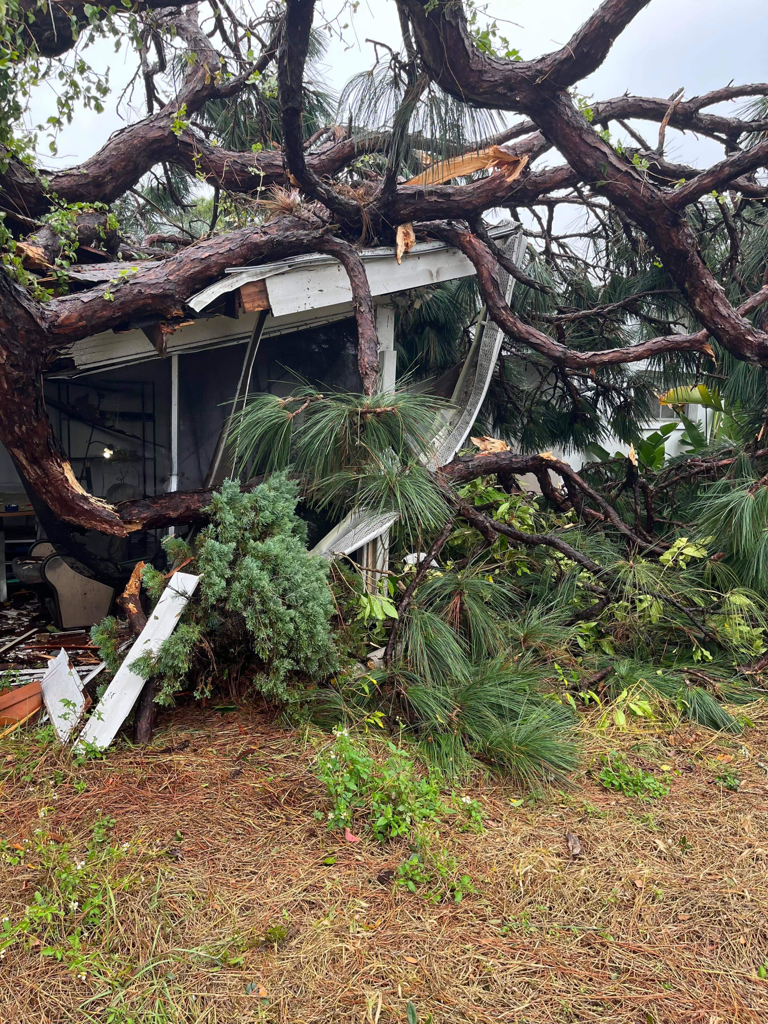 Picture of tree on screened in porch